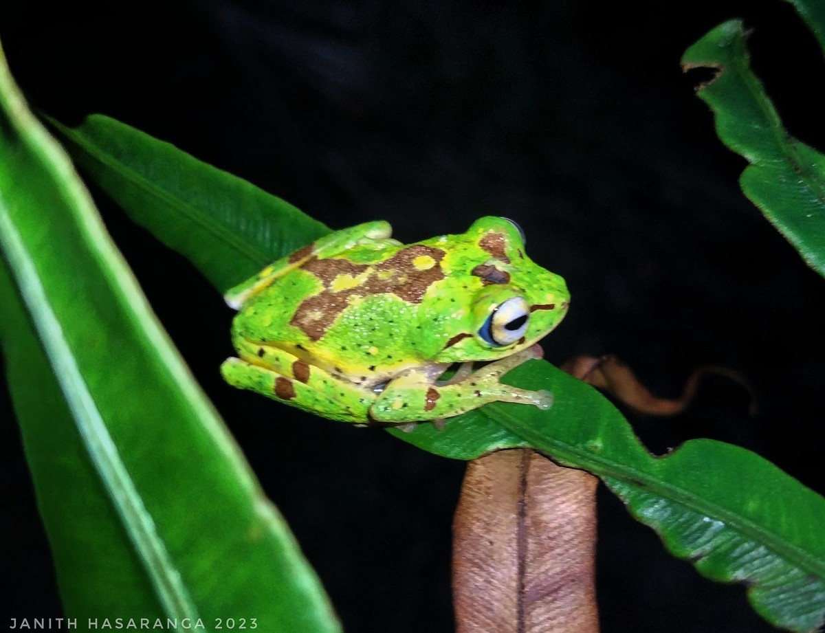 Pseudophilautus poppiae Megaskumbura & Manamendra-Arachcchi, 2005